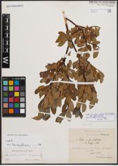 Salix bicolor subsp. basaltica (H. J. Coste) I. V. Belyaeva